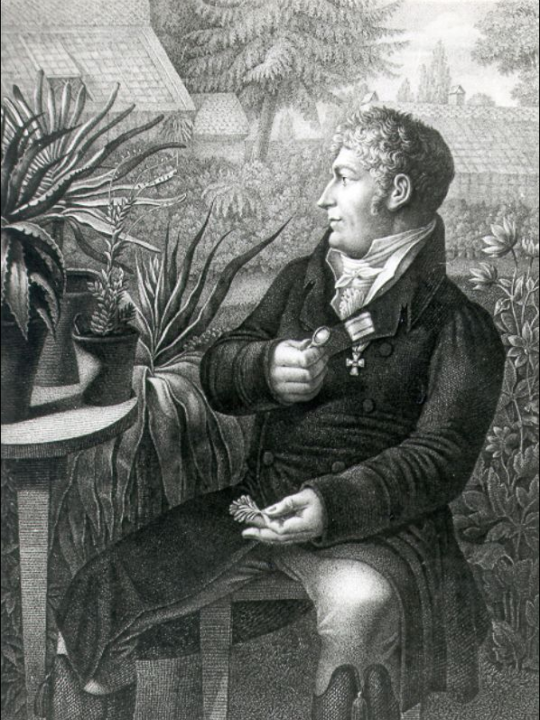 Carl Ludwig Willdenow (1765-1812)